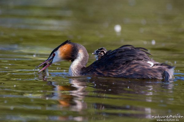 Haubentaucher, Podiceps cristatus, Podicipedidae, Altvögel mit Küken, Transport im Gefieder, füttern, Kiessee, Göttingen, Deutschland