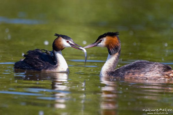 Haubentaucher, Podiceps cristatus, Podicipedidae, Altvögel mit Küken, Transport im Gefieder, füttern, Kiessee, Göttingen, Deutschland