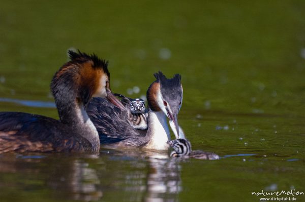 Haubentaucher, Podiceps cristatus, Podicipedidae, Altvögel mit Küken, Transport im Gefieder, füttern, Kiessee, Göttingen, Deutschland