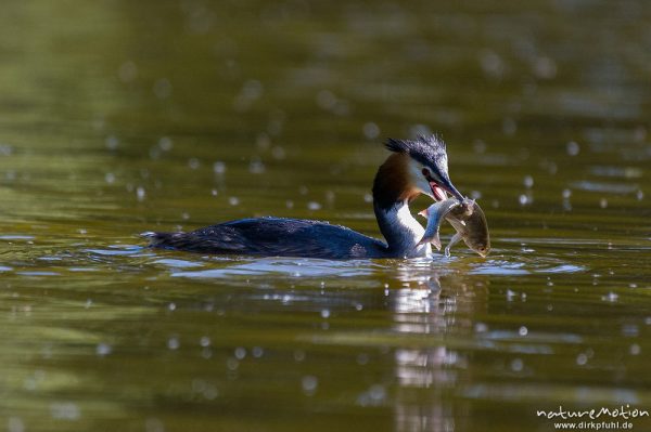 Haubentaucher, Podiceps cristatus, Podicipedidae, Männchen beim Fischfang, Kiessee, Göttingen, Deutschland