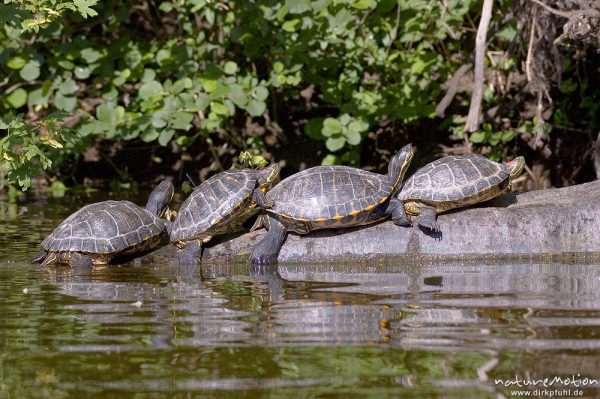 Rotwangen-Schmuckschildkröte, Trachemys scripta elegans, Emydidae, mehrere Tiere beim sonnenbaden auf einem ins Wasser ragenden Baumstamm, Kiessee, Göttingen, Deutschland