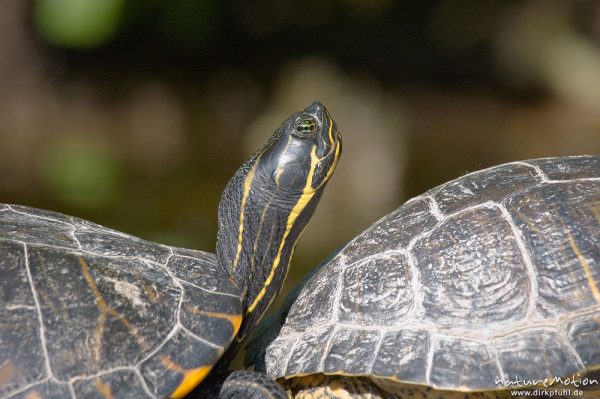 Rotwangen-Schmuckschildkröte, Trachemys scripta elegans, Emydidae, mehrere Tiere beim sonnenbaden auf einem ins Wasser ragenden Baumstamm, Kiessee, Göttingen, Deutschland