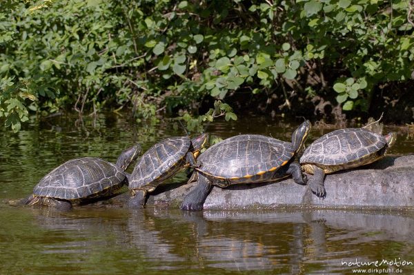 Rotwangen-Schmuckschildkröte, Trachemys scripta elegans, Emydidae, mehrere Tiere beim sonnenbaden auf einem ins Wasser ragenden Baumstamm, Kiessee, Göttingen, Deutschland