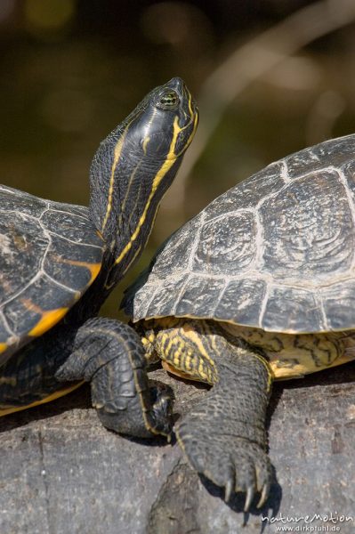 Rotwangen-Schmuckschildkröte, Trachemys scripta elegans, Emydidae, mehrere Tiere beim sonnenbaden auf einem ins Wasser ragenden Baumstamm, Kiessee, Göttingen, Deutschland