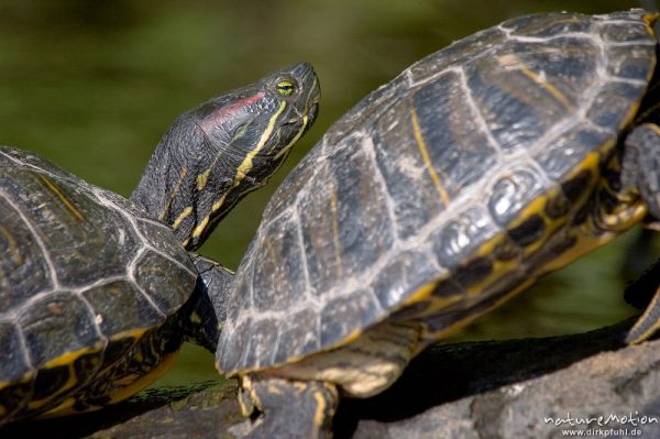 Rotwangen-Schmuckschildkröte, Trachemys scripta elegans, Emydidae, mehrere Tiere beim sonnenbaden auf einem ins Wasser ragenden Baumstamm, Kiessee, Göttingen, Deutschland