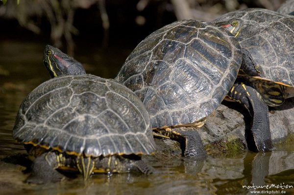 Rotwangen-Schmuckschildkröte, Trachemys scripta elegans, Emydidae, mehrere Tiere beim sonnenbaden auf einem ins Wasser ragenden Baumstamm, Kiessee, Göttingen, Deutschland