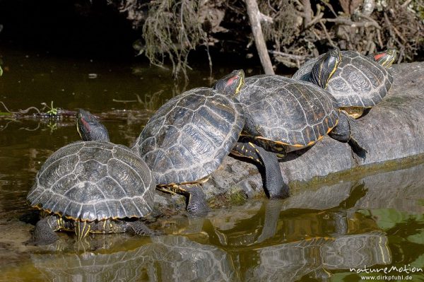 Rotwangen-Schmuckschildkröte, Trachemys scripta elegans, Emydidae, mehrere Tiere beim sonnenbaden auf einem ins Wasser ragenden Baumstamm, Kiessee, Göttingen, Deutschland