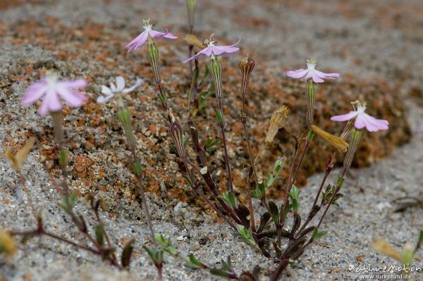 Seidiges Leimkraut, Silene sericea, Caryophyllaceae, Strand bei Palombaggia, Korsika, Frankreich