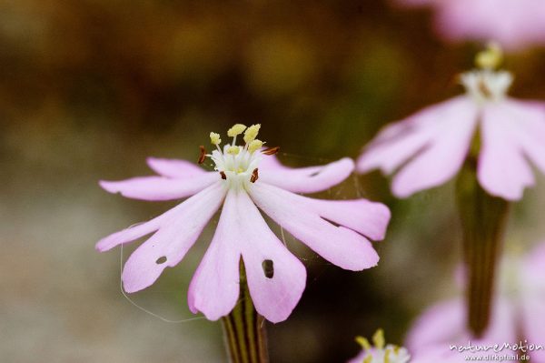 Seidiges Leimkraut, Silene sericea, Caryophyllaceae, Blüten, Strand bei Palombaggia, Korsika, Frankreich