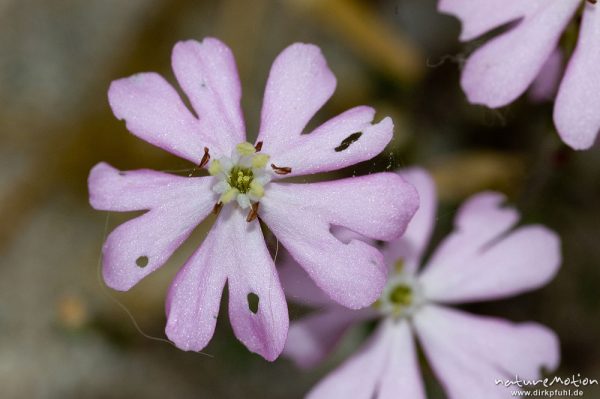 Seidiges Leimkraut, Silene sericea, Caryophyllaceae, Blüten, Strand bei Palombaggia, Korsika, Frankreich