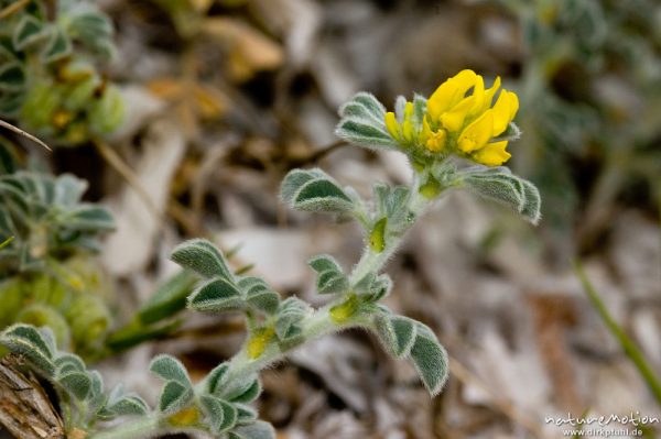 Strand-Schneckenklee, Medicago marina, Fabaceae, Strand bei Palombaggia, Korsika, Frankreich