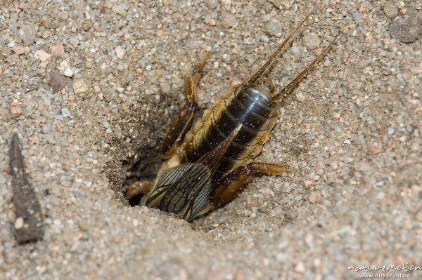 Maulwurfsgrille, Gryllotalpa gryllotalpa, Gryllotalpidae-Ensifera, grabend in Wohnhöhle, Korsika, Frankreich