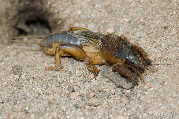 Maulwurfsgrille, Gryllotalpa gryllotalpa, Gryllotalpidae-Ensifera, vor Wohnhöhle, Korsika, Frankreich