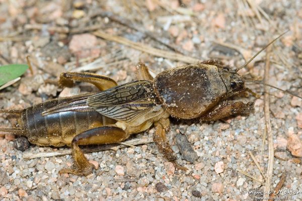 Maulwurfsgrille, Gryllotalpa gryllotalpa, Gryllotalpidae-Ensifera, auf Sandboden, Korsika, Frankreich