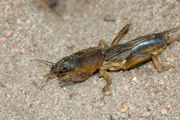 Maulwurfsgrille, Gryllotalpa gryllotalpa, Gryllotalpidae-Ensifera, auf Sandboden, Korsika, Frankreich