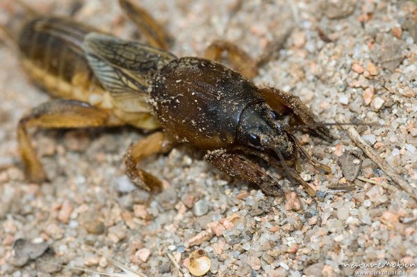 Maulwurfsgrille, Gryllotalpa gryllotalpa, Gryllotalpidae-Ensifera, auf Sandboden, Korsika, Frankreich