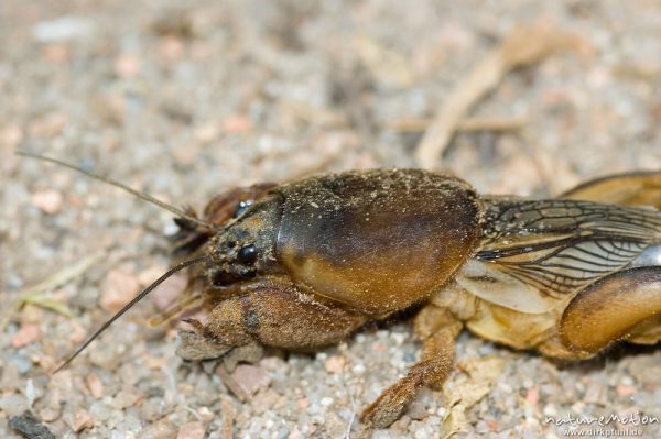 Maulwurfsgrille, Gryllotalpa gryllotalpa, Gryllotalpidae-Ensifera, auf Sandboden, Korsika, Frankreich