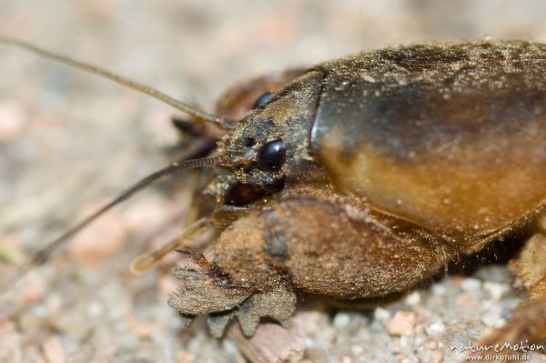 Maulwurfsgrille, Gryllotalpa gryllotalpa, Gryllotalpidae-Ensifera, auf Sandboden, Vorderbeine, Grabbeine, Korsika, Frankreich