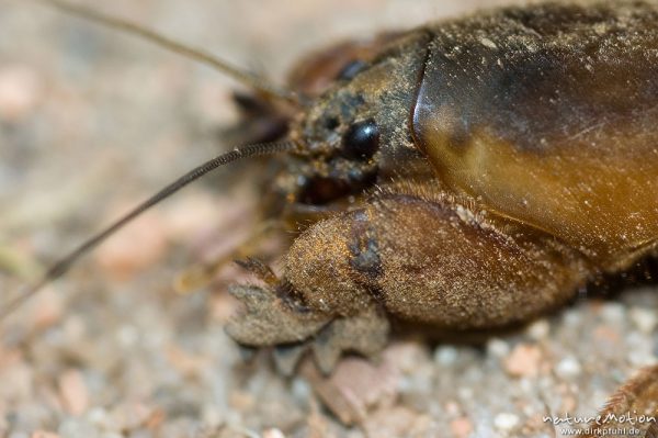 Maulwurfsgrille, Gryllotalpa gryllotalpa, Gryllotalpidae-Ensifera, auf Sandboden, Vorderbeine, Grabbeine, Korsika, Frankreich