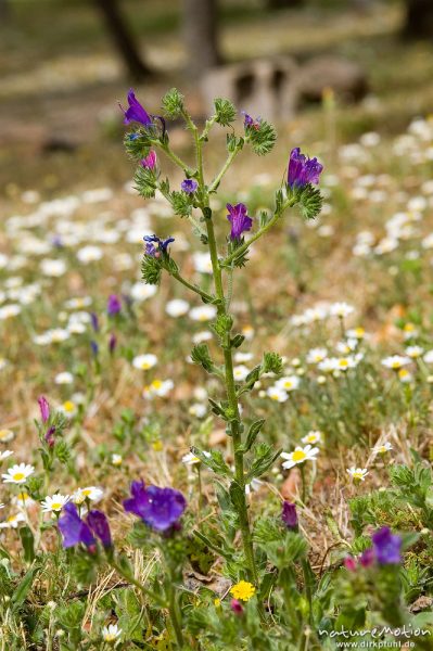 Wegerichblättriger Natternkopf, Echium plantagineum, Boraginaceae, Wiese, Campingplatz Ascaghjio, Korsika, Frankreich