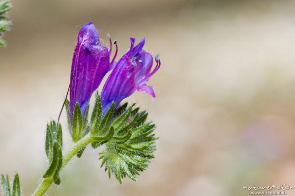 Wegerichblättriger Natternkopf, Echium plantagineum, Boraginaceae, Blüten, Wiese, Campingplatz Ascag, Korsika, Frankreich