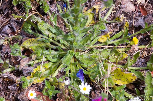 Wegerichblättriger Natternkopf, Echium plantagineum, Boraginaceae, Blattrosette, Wiese, Campingplatz Ascaghjio, Korsika, Frankreich