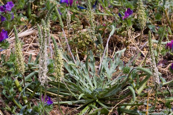Krähenfuss-Wegerich, Plantago coronopus, Plantaginaceae, Wiese, Campingplatz Ascaghjio, Korsika, Frankreich
