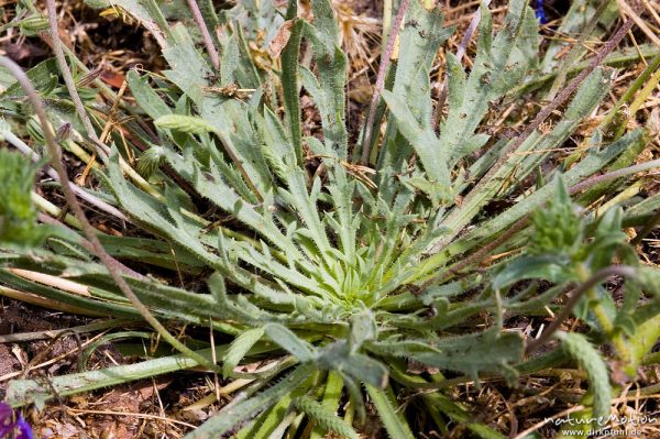 Krähenfuss-Wegerich, Plantago coronopus, Plantaginaceae, Blattrosette, Wiese, Campingplatz Ascaghjio, Korsika, Frankreich