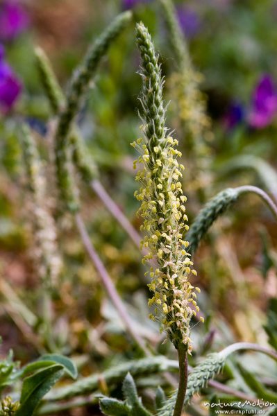 Krähenfuss-Wegerich, Plantago coronopus, Plantaginaceae, Blütenstand, Wiese, Campingplatz Ascaghjio, Korsika, Frankreich