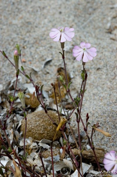 Seidiges Leimkraut, Silene sericea, Caryophyllaceae, Strand bei Palombaggia, Korsika, Frankreich