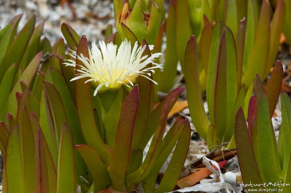 Küstenmittagsblume, Carpobrotus edulis, Aizoaceae, Blüte und Blätter, Stand bei Palombaggia, Korsika, Frankreich