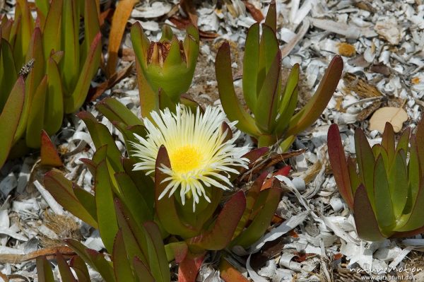 Küstenmittagsblume, Carpobrotus edulis, Aizoaceae, Blüte und Blätter, Stand bei Palombaggia, Korsika, Frankreich