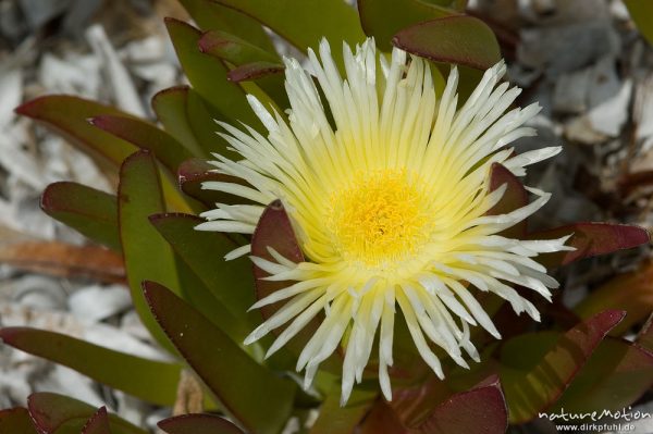 Küstenmittagsblume, Carpobrotus edulis, Aizoaceae, Blüte und Blätter, Stand bei Palombaggia, Korsika, Frankreich