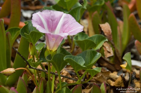 Strand-Winde, Calystegia soldanella, Convolvulaceae, Blüte und Blätter, Strand bei Palombaggia, Korsika, Frankreich