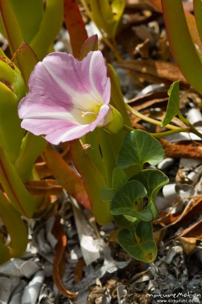 Strand-Winde, Calystegia soldanella, Convolvulaceae, Blüte und Blätter, Strand bei Palombaggia, Korsika, Frankreich