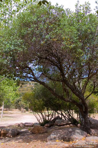Westlicher Erdbeerbaum, Arbutus unedo, Ericaceae, Campingplatz Ascaghjiu, Korsika, Frankreich