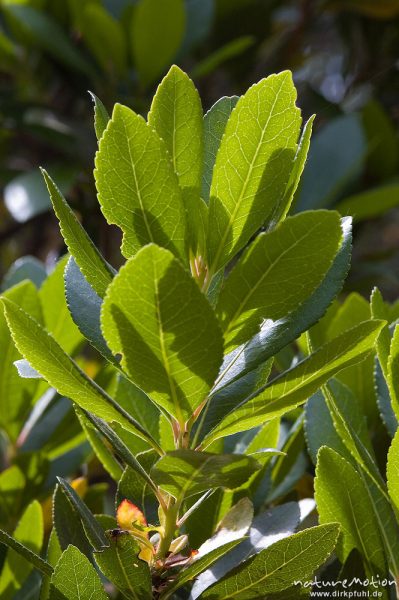 Westlicher Erdbeerbaum, Arbutus unedo, Ericaceae, Blätter, Campingplatz Ascaghjiu, Korsika, Frankreich