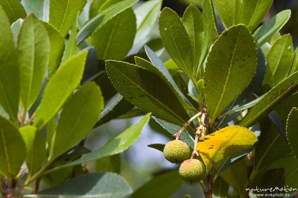 Westlicher Erdbeerbaum, Arbutus unedo, Ericaceae, Blätter und Früchte, Campingplatz Ascaghjiu, Korsika, Frankreich