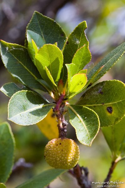 Westlicher Erdbeerbaum, Arbutus unedo, Ericaceae, Blätter und Früchte, Campingplatz Ascaghjiu, Korsika, Frankreich