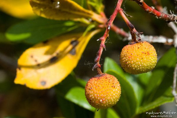 Westlicher Erdbeerbaum, Arbutus unedo, Ericaceae, Blätter und Früchte, Campingplatz Ascaghjiu, Korsika, Frankreich