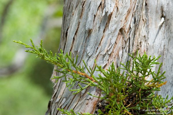 Wacholder, Juniperus communis, Cupressaceae, Nadelblätter und Borke, Campingplatz Ascaghjiu, Korsika, Frankreich