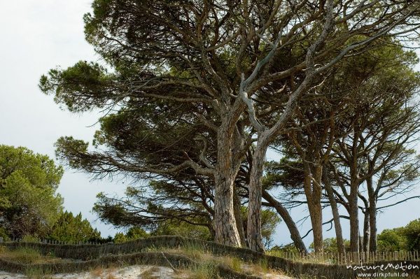 Pinie, Pinus pinea, Pinaceae, Bucht von Palombaggia, Korsika, Frankreich
