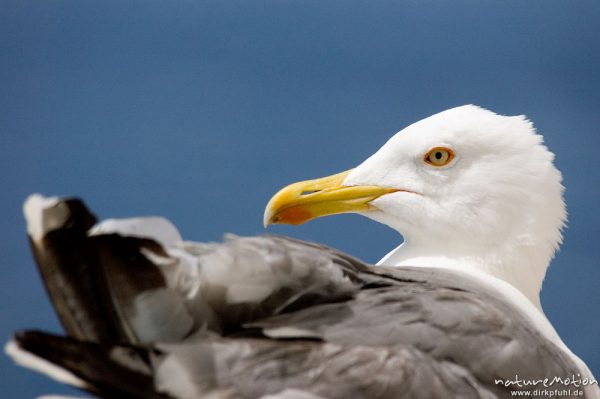 Mittelmeermöwe, Larus michahellis, Möwen (Laridae), sitzt auf Mauervorsprung, Bonifacio, Korsika, Frankreich