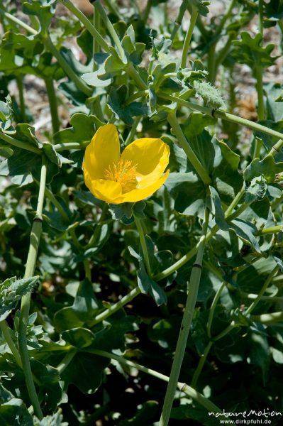 Gelber Hornmohn, Glaucium flavum, Papaveraceae, Strand von Rondinaria, Korsika, Frankreich