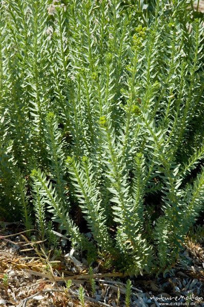 Pithyusen-Wolfsmilch, Euphorbia pithyusa, Euphorbiaceae, Strand von Rondinaria, Korsika, Frankreich