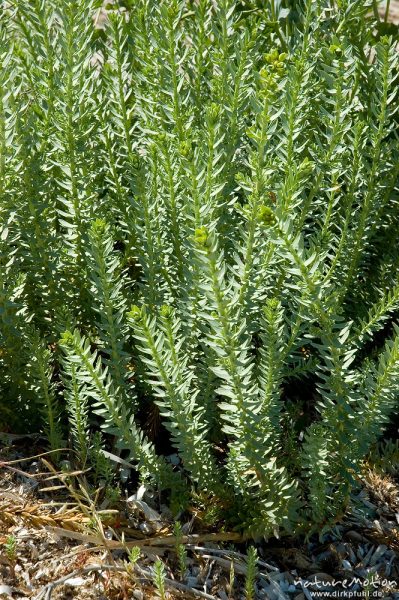 Pithyusen-Wolfsmilch, Euphorbia pithyusa, Euphorbiaceae, Strand von Rondinaria, Korsika, Frankreich