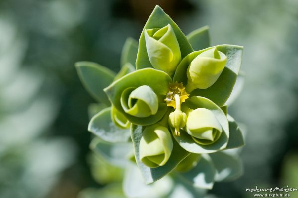 Pithyusen-Wolfsmilch, Euphorbia pithyusa, Euphorbiaceae, Blütenstand in Aufsicht, Strand von Rondinaria, Korsika, Frankreich