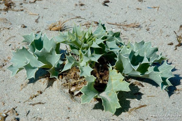 Stranddistel, Eryngium maritimum, Apiaceae, Strand von Rondinaria, Korsika, Frankreich