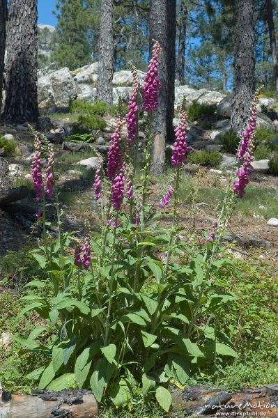 Roter Fingerhut, Digitalis purpurea, Scrophulariaceae, Foret de l'Ospedale, Korsika, Frankreich