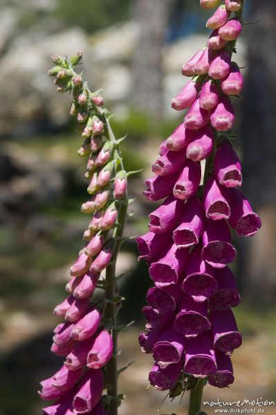 Roter Fingerhut, Digitalis purpurea, Scrophulariaceae, Blütenstand, Foret de l'Ospedale, Korsika, Frankreich